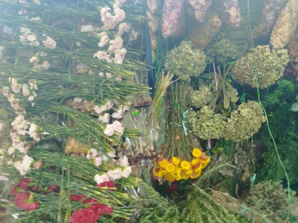 El Emperador de las Plantas - Imagen 4